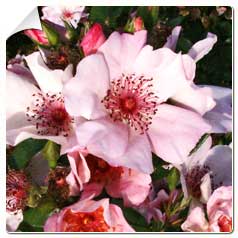 Roseira 'Astronomia'